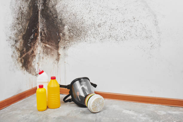 Best Localized Mold Remediation (e.g., coastal areas, humid climates) in Bethel Acres, OK