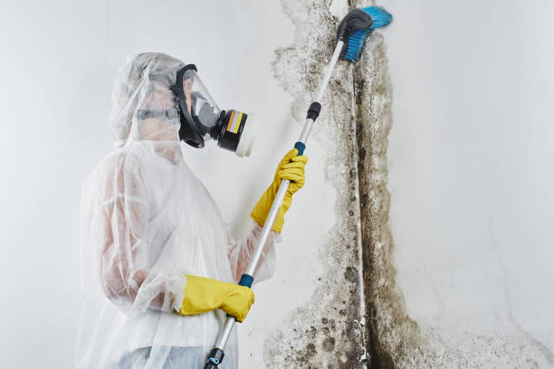 Best White Mold Remediation in Bethel Acres, OK