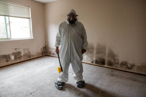 Best Basement Mold Remediation in Bethel Acres, OK